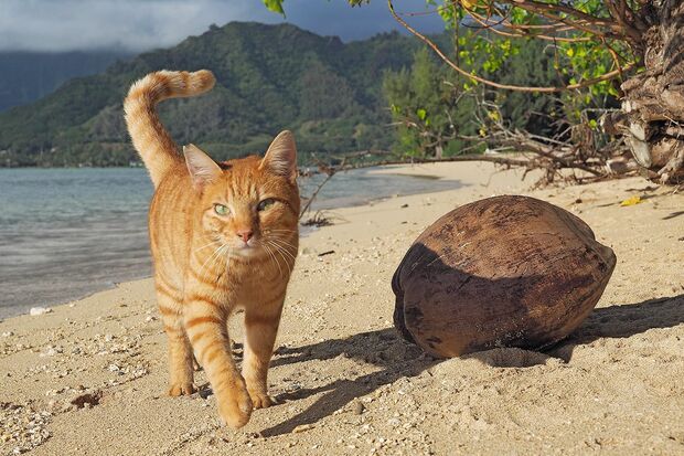 映画『劇場版岩合光昭の世界ネコ歩きコトラ家族と世界のいいコたち』　(c)MitsuakiIwago