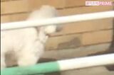 相武紗季、愛犬ボロニーズ“みゅー”のトリミングに対…
