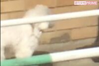 相武紗季、愛犬ボロニーズ“みゅー”のトリミングに対するこだわりとは