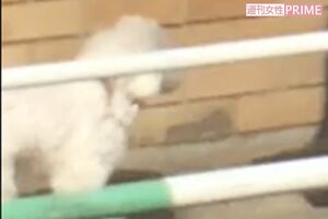 相武の愛犬“みゅー”