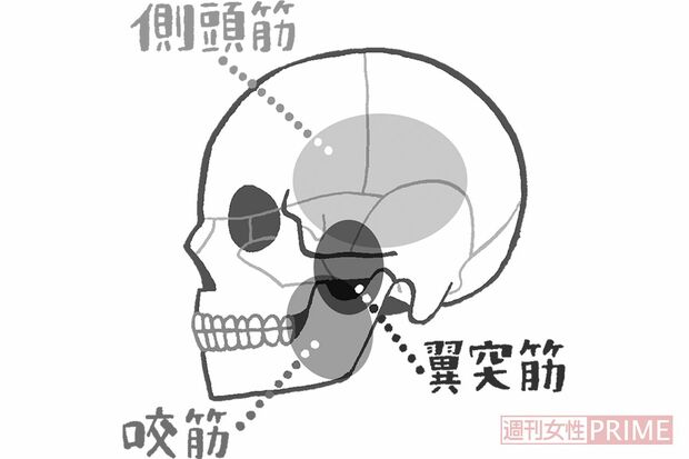 あごのおもな筋肉　イラスト／ふるやますみ