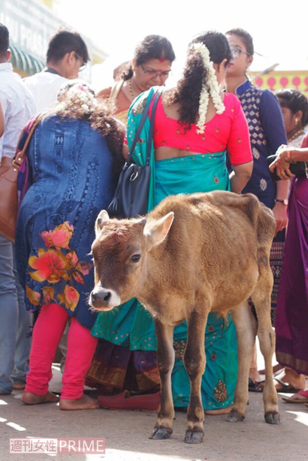 コロナが感染拡大する前。混み合っていた街中には子牛の姿が（北村研二さん提供写真）