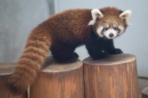 兄よりひと回り大きい妹は活発でやんちゃ。人間にも慣れている様子