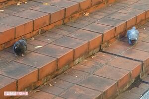 タクシーにひき殺された狩猟鳥獣以外の鳥獣・カワラバト