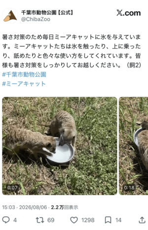動物園の熱中症対策としてミーアキャットに氷を与える様子(千葉市動物公園公式X)