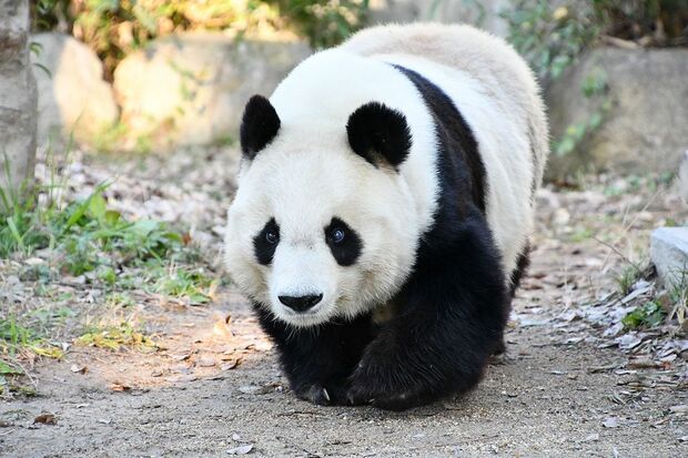 ノソノソと散歩を楽しむ最近のタンタン。昔はもう少し神経質だったけど、年を重ねるにつれのんびり屋になってきたそう　写真／神戸市立王子動物園