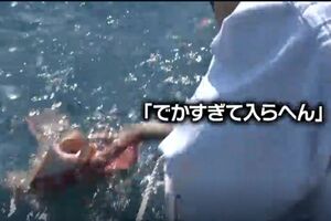 鉄腕DASHで釣れたヒラメが「不自然に大きすぎる」と話題に(TVerより)