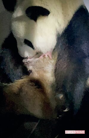 昨年6月23日1時3分に1頭、2時32分に2頭目を出産し、右前肢で子どもを抱えるシンシン。2頭は元気な鳴き声を上げていた 写真/(公財)東京動物園協会提供