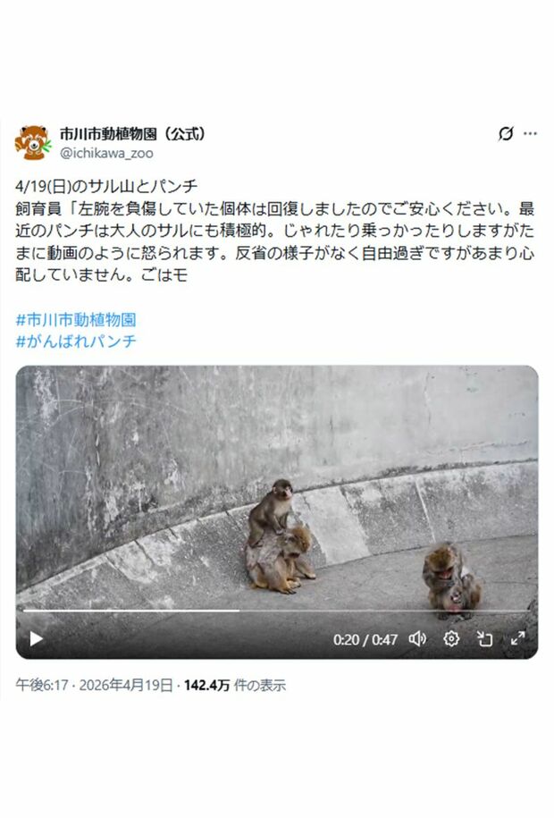 別のサルの背中に乗るパンチくん（市川市動植物園公式Xより）