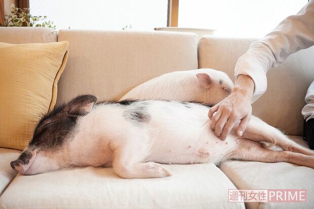 シオンくんは、人を見つけるとトコトコッと走って甘えてきます♪  プラムーンちゃんはちょっとツンデレだけど、気づいたら人の近くにピタッとくっついてzzz  撮影／山田智絵