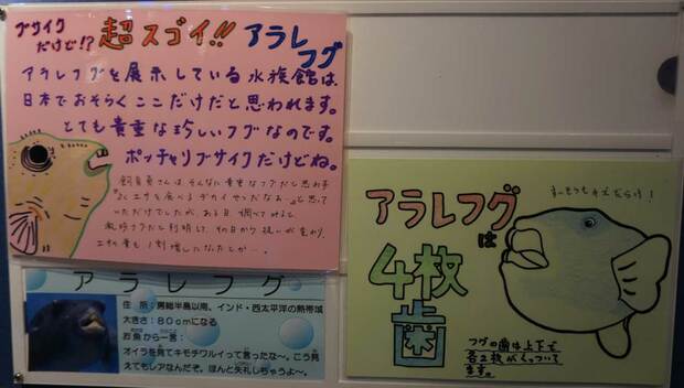 魚の生態をユニークに表現した「魚歴書」などの手描きポップ。魚たちを横目に、ジーッと読み込む人が続出