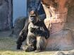 ジャイアントパンダは2016年にそれまで指定されていたレッドリストの絶滅危惧種から解除されたため、今ではゴリラの方がパンダよりも“貴重”な動物ということになる