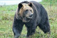 秋田県のツキノワグマ出没情報共有システム『クマダス』の運用状況と、気になるネーミングを自然保護課に聞…