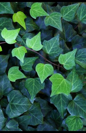 双子座は…つたの葉