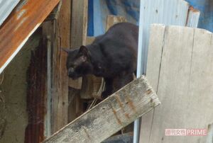 現在は猫が3匹すみついている