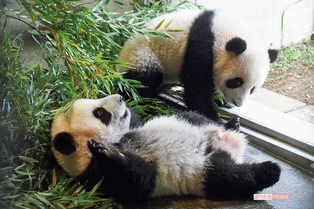 シャオシャオ（手前）とレイレイ（奥）には一般公開に向け日中はラジオの音を流し、人の声や物音に慣れる訓練も（同12月6日撮影）写真／（公財）東京動物園協会提供