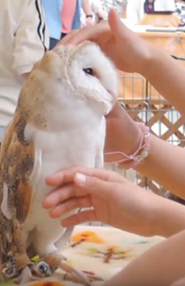 長時間、触られ続けるフクロウ（PEACE提供）