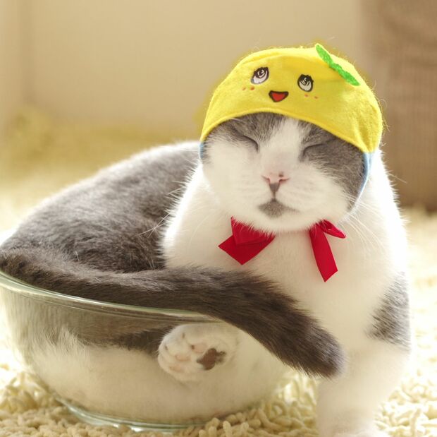 ふなっしーとのコラボも　(c)ふなっしー (c)KITAN CLUB