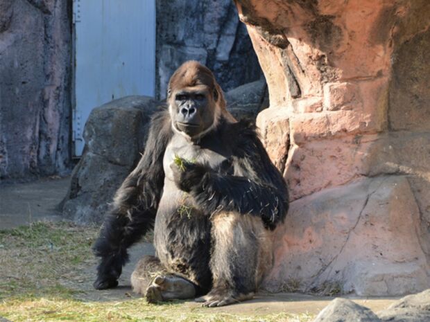 ジャイアントパンダは2016年にそれまで指定されていたレッドリストの絶滅危惧種から解除されたため、今ではゴリラの方がパンダよりも“貴重”な動物ということになる