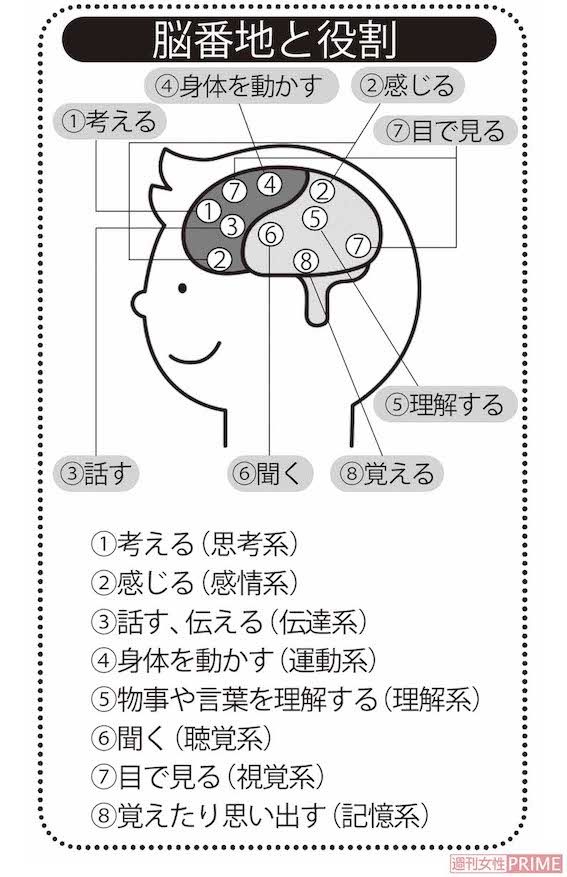 脳番地と役割　イラスト／FUJIKO（大和書房『脳は右から若返る』より） 「脳番地」は脳の学校の登録商標です