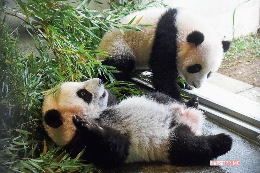 画像 写真 上野動物園開園140周年 知ってた お値段 ホッキョクグマは1億円越え ライオンは仰天の価格 ニュース概要 週刊女性prime