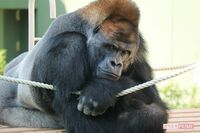 写真集まで出した“イケメンゴリラ”が絶賛イクメン中!「息子もイケメン要素あり」動物園も太鼓判