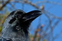 日本人が知らないカラスの生態、あんなにいるのになぜ「死骸」を見ないのか