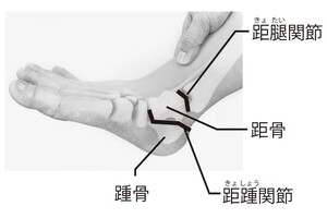 かかと部分の骨、関節の名称