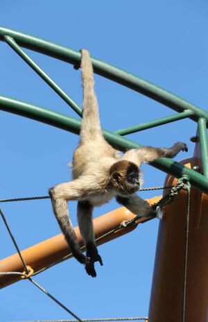 華麗に飛び回る姿を披露してくれたクモザル