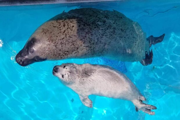 ゴマフアザラシの赤ちゃん　写真提供／マリンワールド海の中道