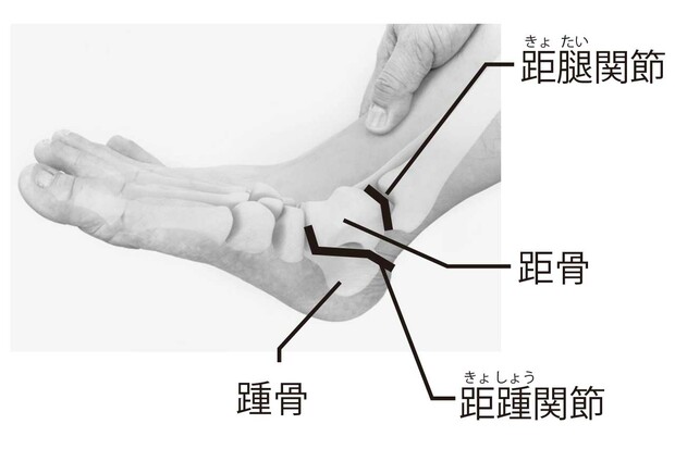 かかと部分の骨、関節の名称