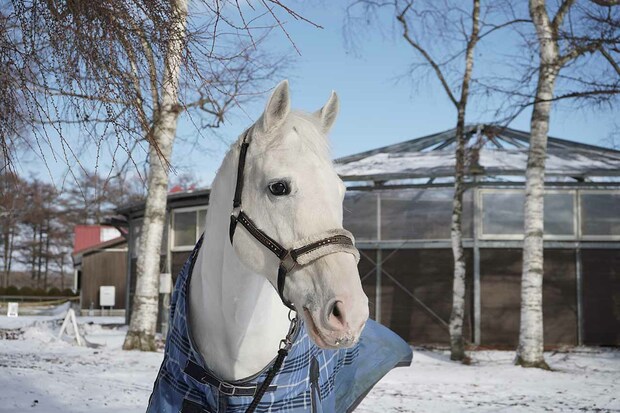 ハヤヤッコ　　写真提供／ノーザンホースパーク