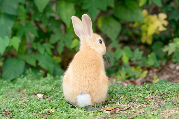“自慢のおちりです”「うさぎさんのおしりはいろいろ丸くて愛らしいと思っています」（撮影／うさぎ写真家uta）