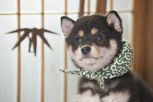 和風総本家 18代目マスコット犬 豆助 は番組初の黒柴 そのかわいさに悶える ニュース概要 週刊女性prime