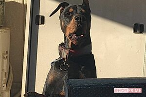 かなり大型のドーベルマンだという