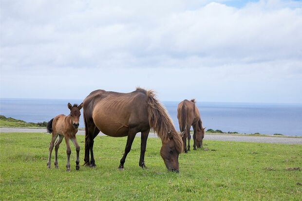 草をはむ与那国馬