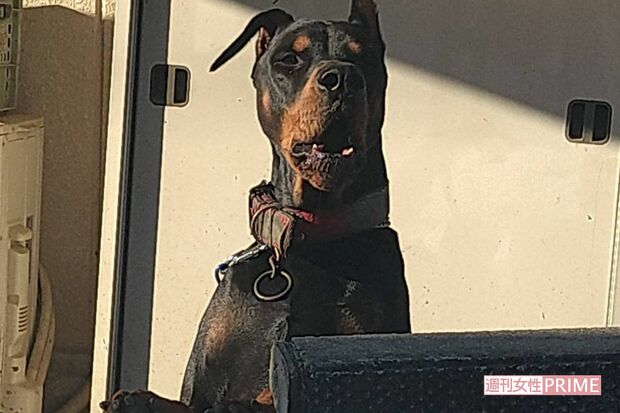 かなり大型のドーベルマンだという