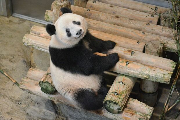 今年の2月にお座りポーズ。1日に11〜14時間休憩をとるなど、成獣と同様の行動をとるように。少しずつシャンシャンもオトナに　写真／（公財）東京動物園協会