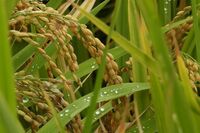 米の価格が過去最高値のウラで卵も高騰「円安とウクライナ情勢」経済アナリスト・森永康平が警鐘する日本人…