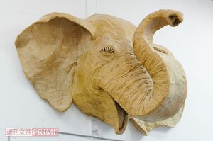 幅2メートル近くあるゾウの顔は大迫力! 撮影/山田智絵