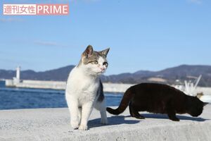 防波堤のねこにカメラを向けるとこの表情。写真慣れしてる!? 撮影/齋藤周造