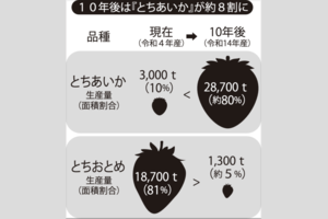 栃木県内での現在の品種別生産量と、10年後の生産量の構想。この10年のあいだで『とちおとめ』と『とちあいか』の生産量・面積ともに完全逆転を狙う(「いちご王国・栃木」戦略パンフレットより、編集部が作成)
