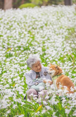 おばあちゃんに寄り添う愛犬・福ちゃんの顔はいつもリラックス　提供：YASUTO