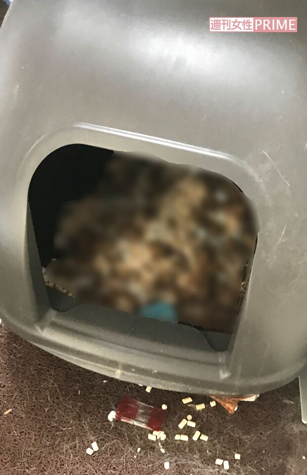 猫のトイレには大量の排せつ物が残されていた（画像は加工）