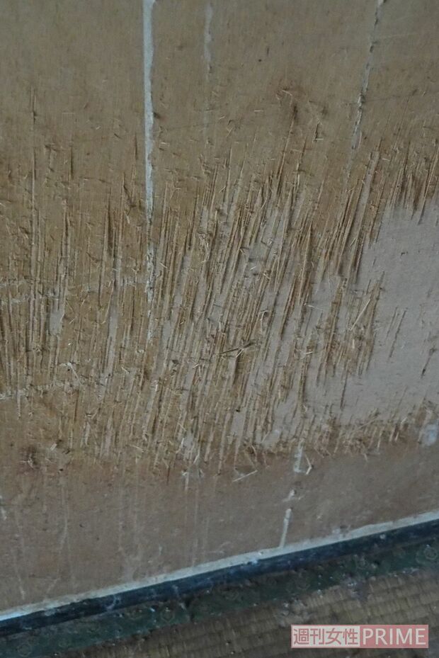 室内の壁や扉、いたるところにひっかいた跡があった