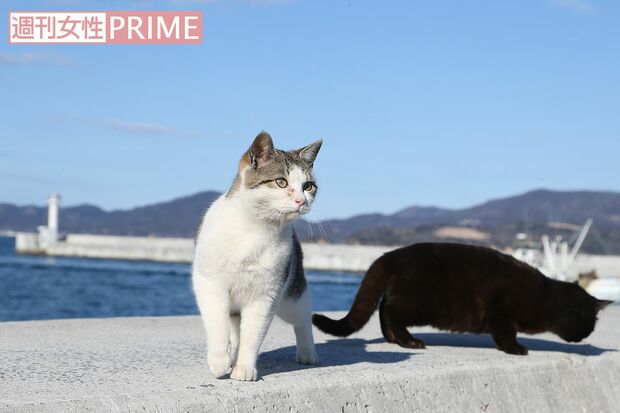 防波堤のねこにカメラを向けるとこの表情。写真慣れしてる!?　撮影／齋藤周造