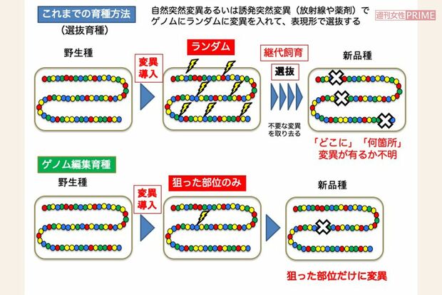 「選抜育種とゲノム編集育種の比較」（提供／京都大学木下政人氏）