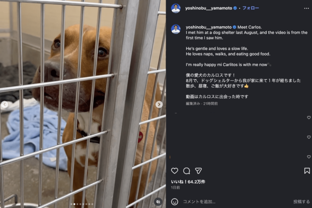世界がベタ惚れしているドジャース・山本由伸の愛犬カルロス（公式インスラグラムより）