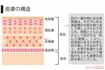 皮膚の構造
