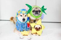 “ぶさかわ犬”が勢ぞろい! 2万人を動員する『鼻ぺちゃ展』人気の秘訣は?